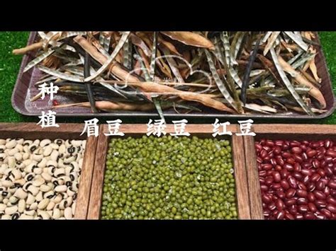 紅豆植物|紅豆 (護理, 特徵, 分佈, 圖片, 可食用)